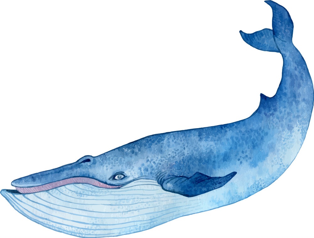 シロナガスクジラのイラスト イラスト