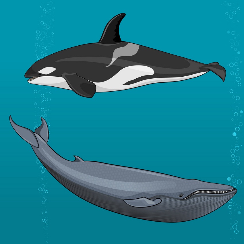 シロナガスクジラとシャチのイラスト イラスト
