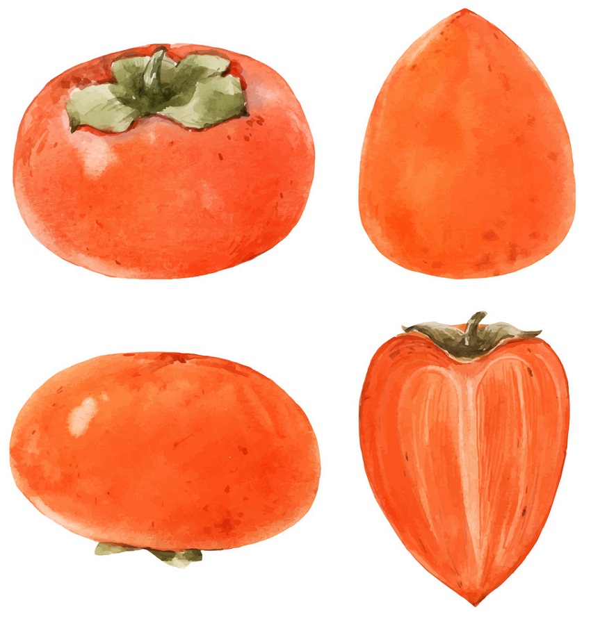 水彩柿のイラスト イラスト