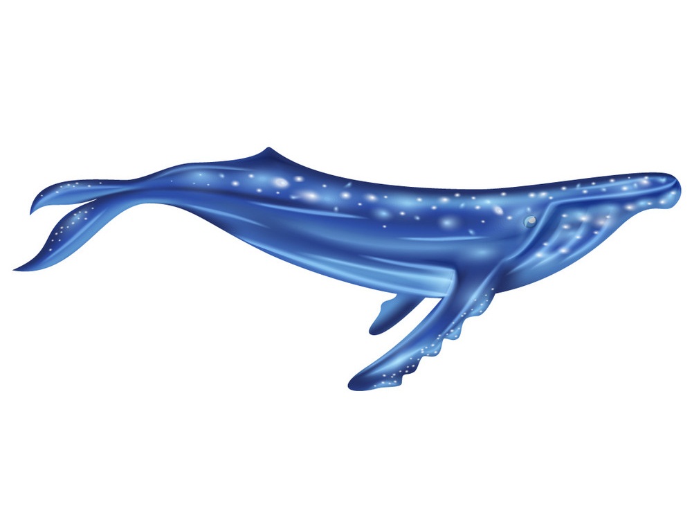 水彩シロナガスクジラのイラスト イラスト
