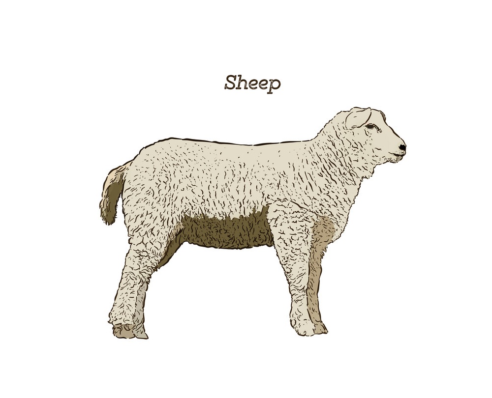 スケッチ羊のイラスト イラスト