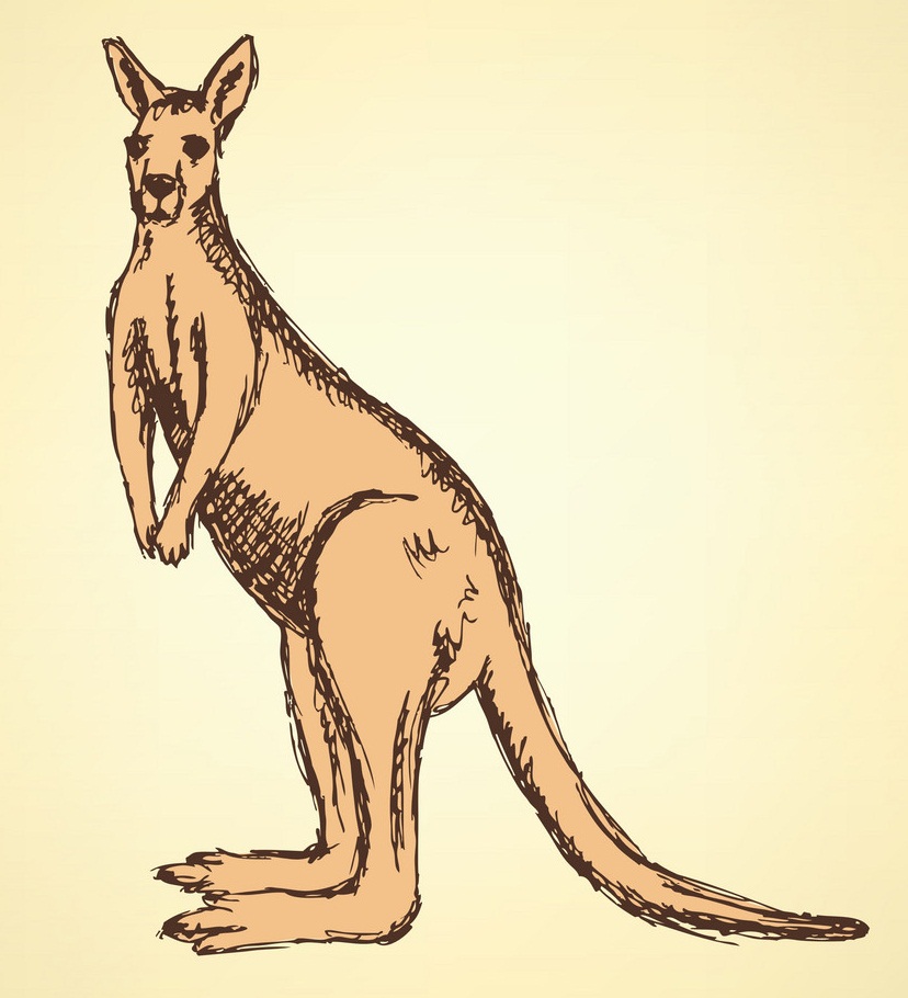 スケッチ オーストラリアのカンガルーのイラスト