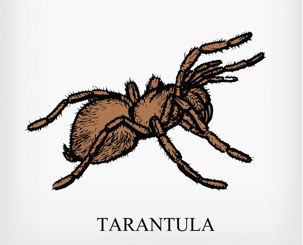 タランチュラ クモのイラスト 1 イラスト