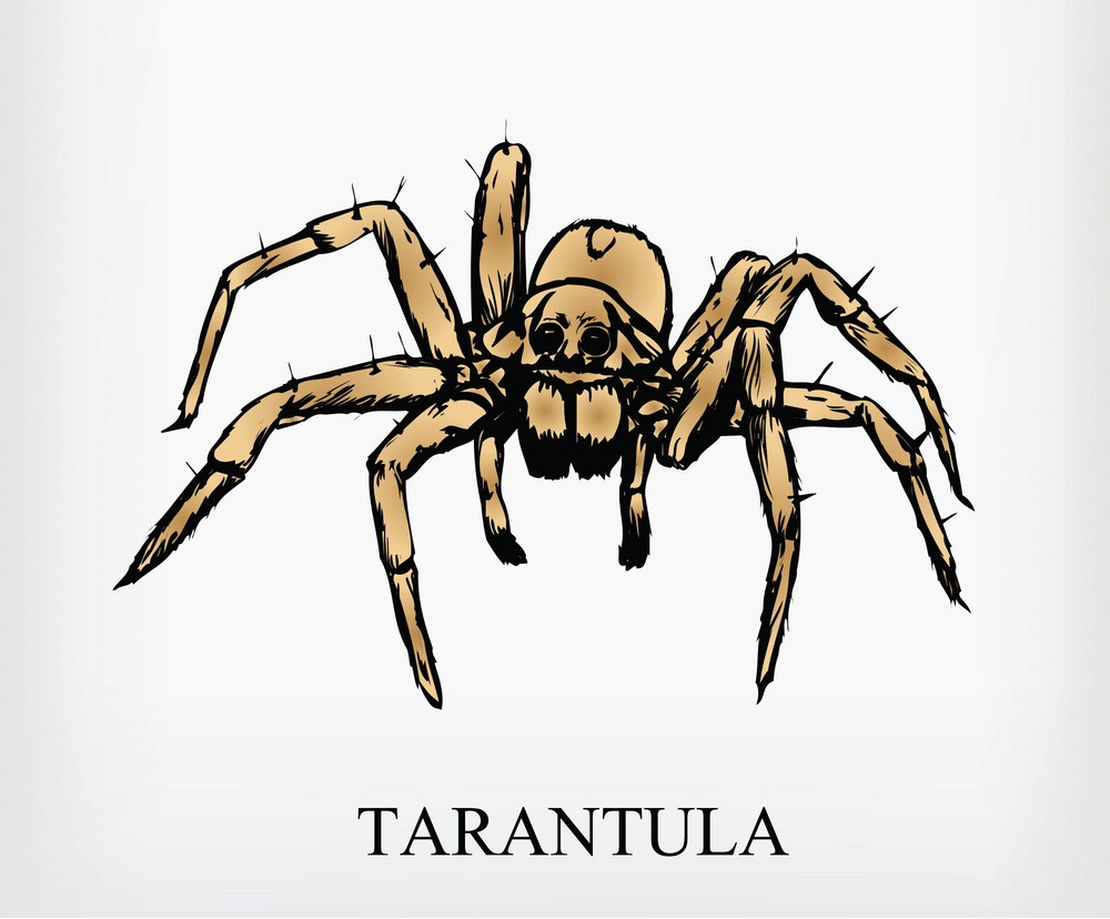 タランチュラ クモのイラスト 2