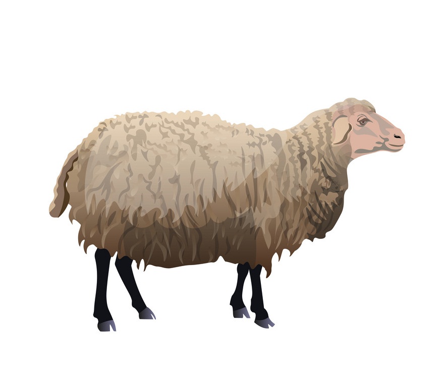 立っている農場の羊のイラスト イラスト