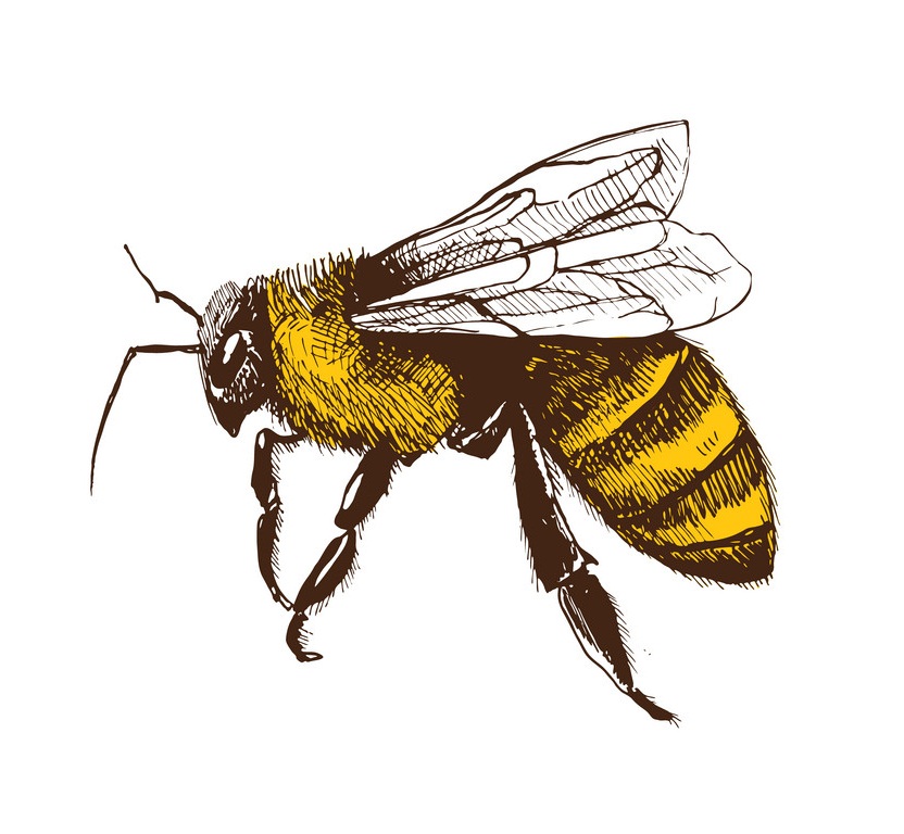 手描きの蜂のイラスト イラスト