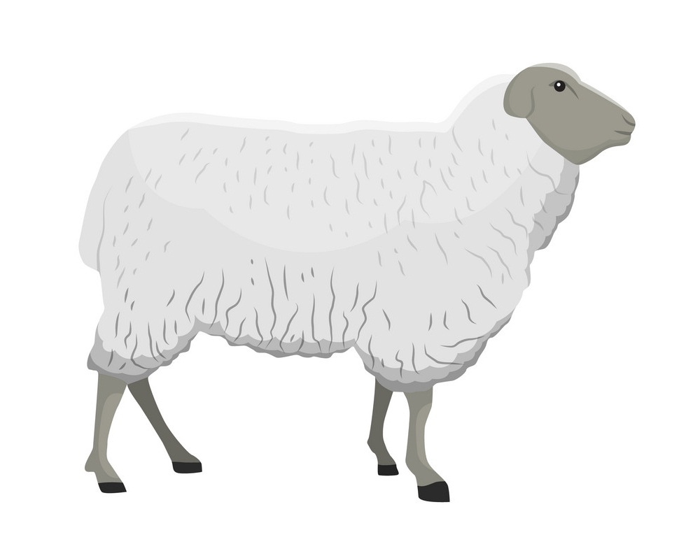 通常の羊のイラスト イラスト