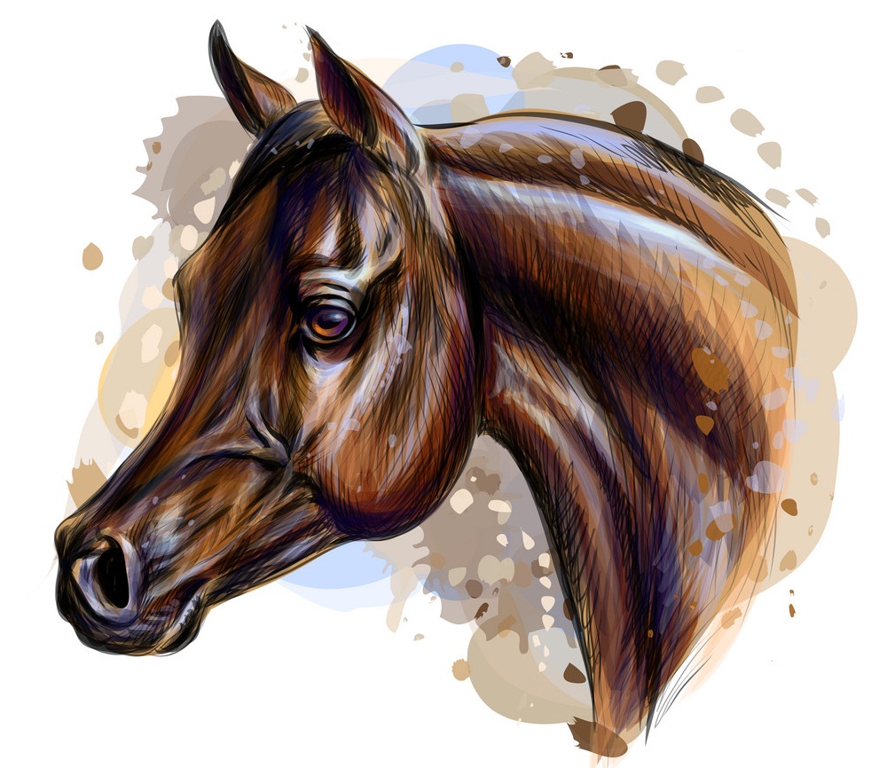 馬の頭のイラスト