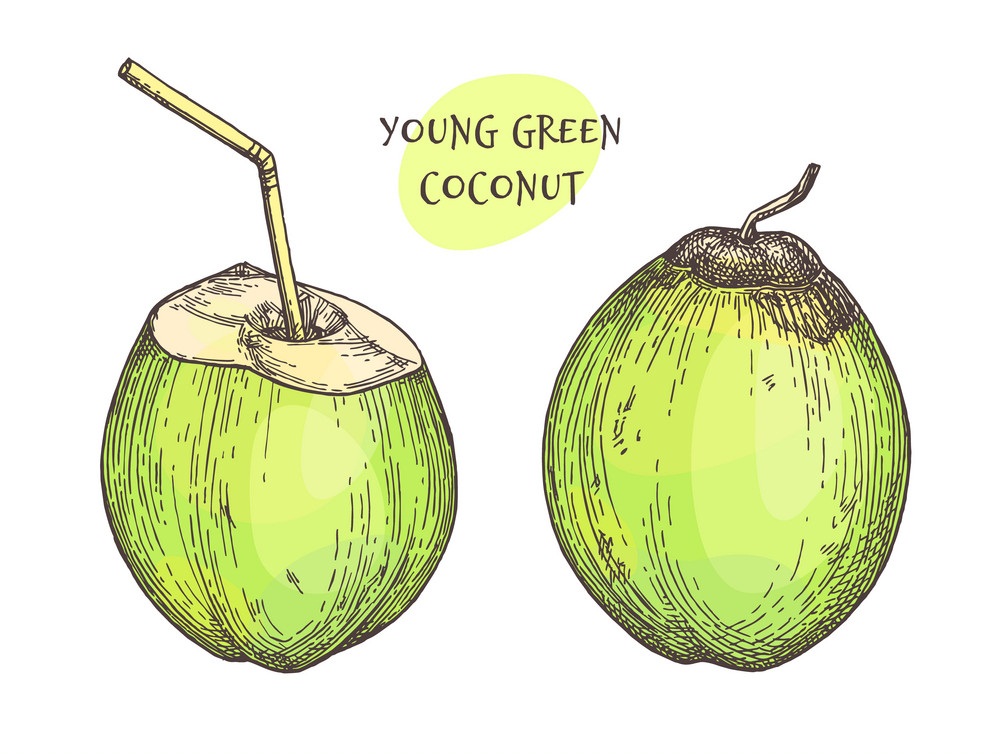 若い緑のココナッツをイラストします イラスト