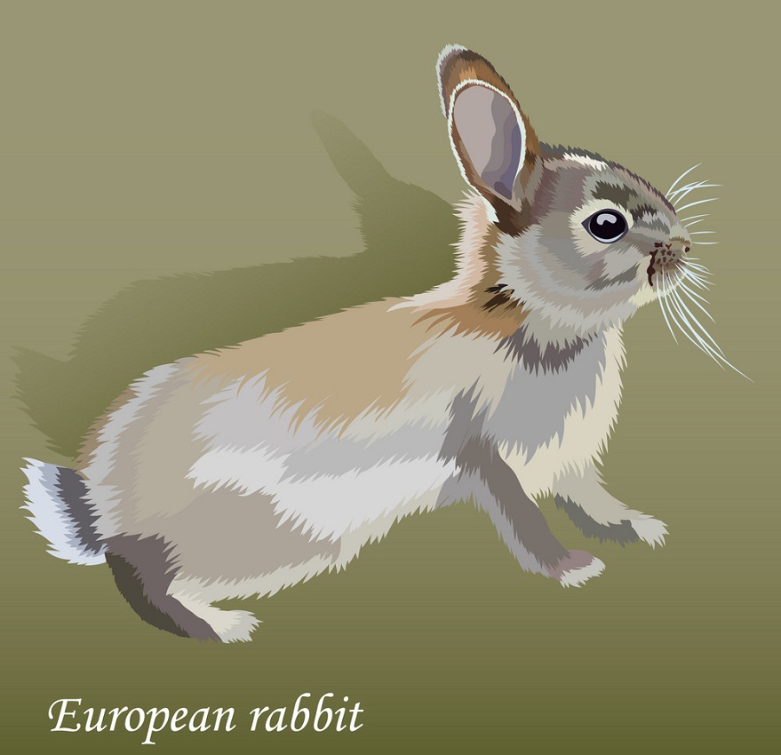 ヨーロッパのウサギのイラスト イラスト