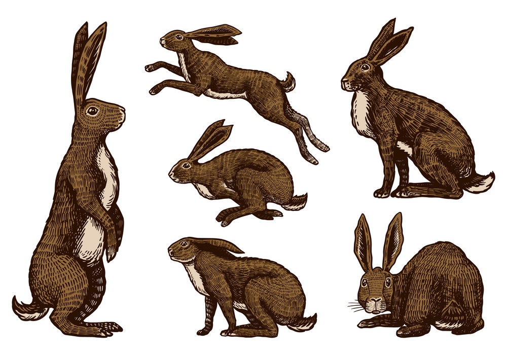 野生のウサギ セットのイラスト イラスト