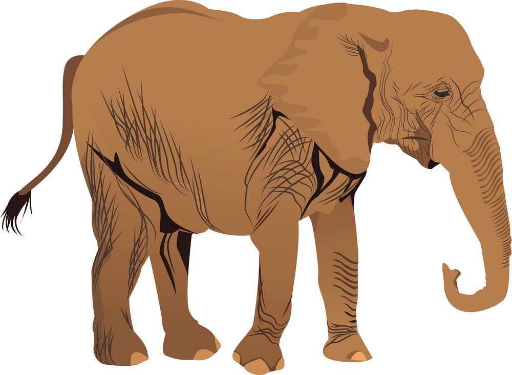 野生の象のイラスト イラスト