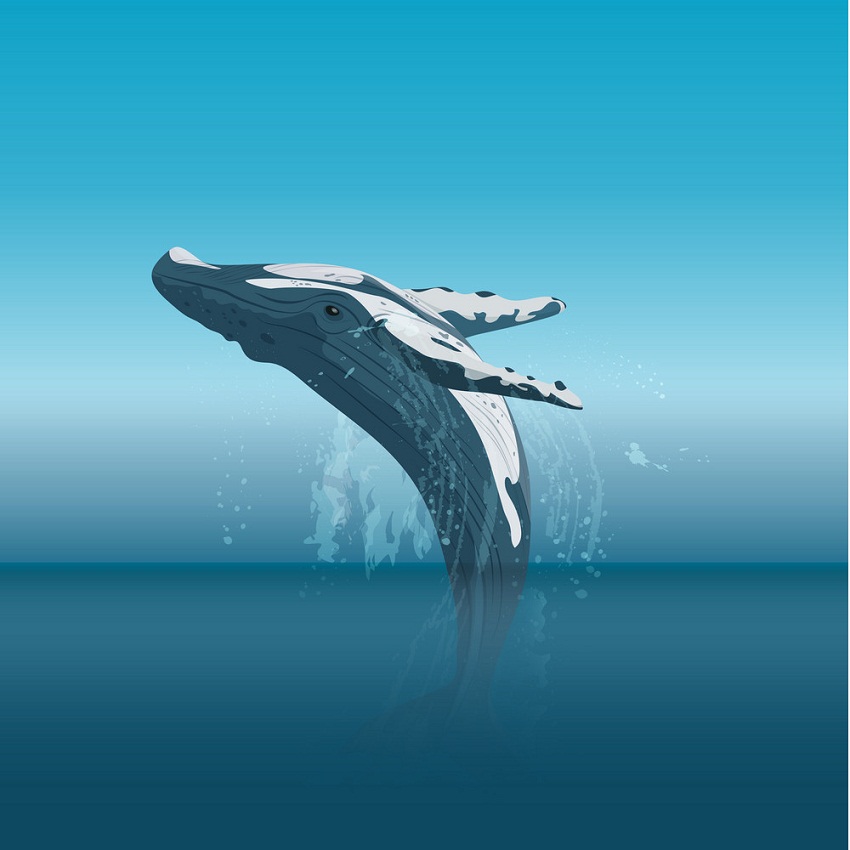 ザトウクジラのジャンプのイラスト