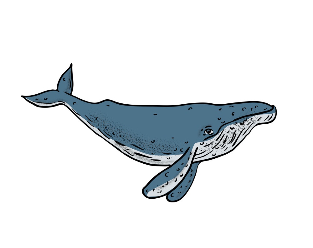 ザトウクジラの手描きイラスト