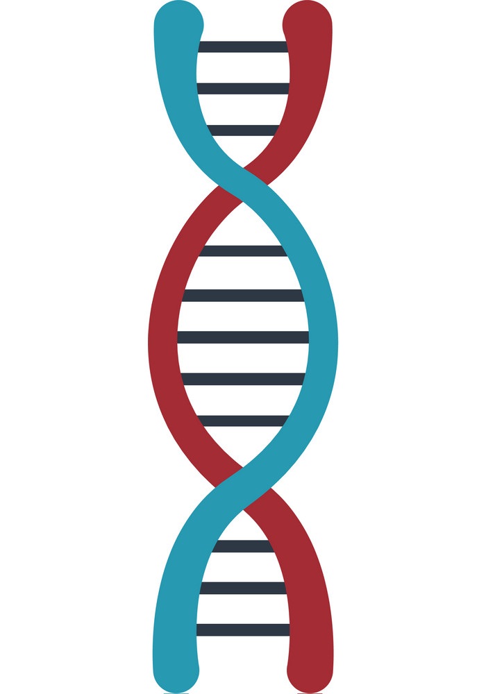 DNA 分子構造を示す イラスト