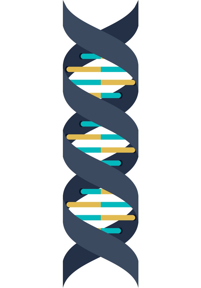 DNA 構造の遺伝的構造を図示します