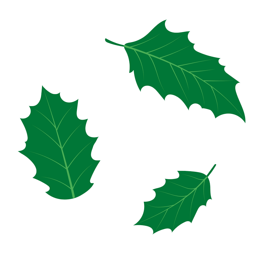 ヒイラギの葉のイラストpng透明 イラスト