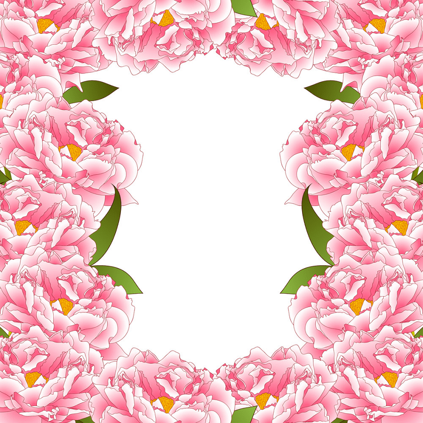 イラストピンクの牡丹の花のボーダーpng イラスト