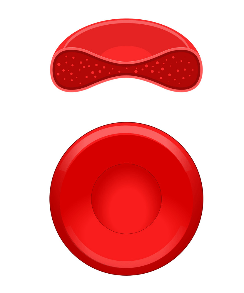 イラスト赤血球赤血球png