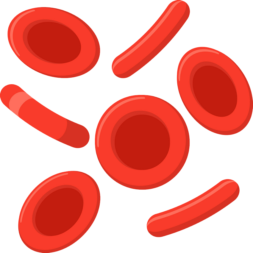 イラスト赤血球透明