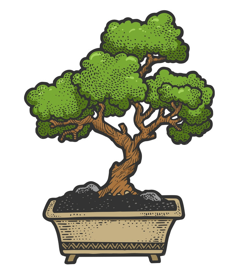 盆栽の木 png 1 イラスト イラスト