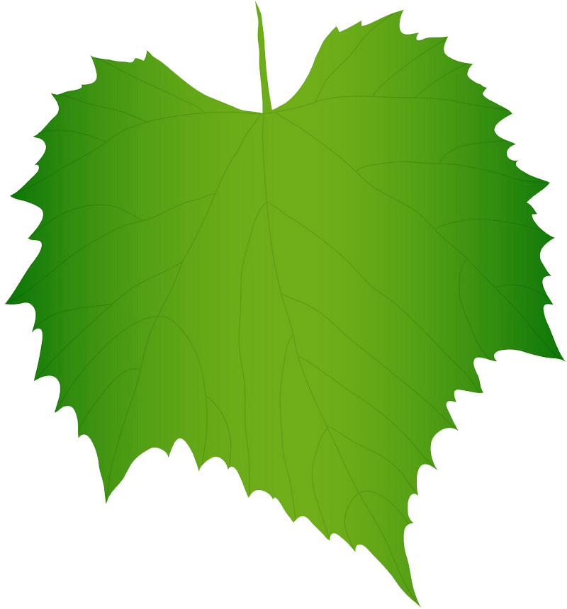 緑のブドウの葉 イラスト透明 イラスト
