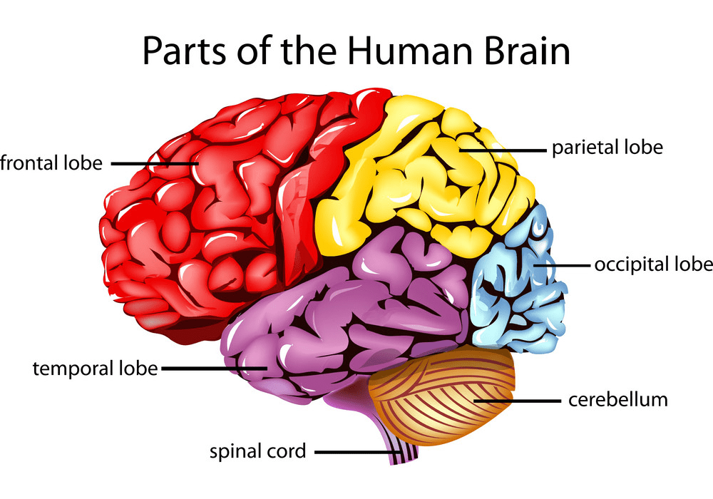 人間の脳 イラスト イラスト