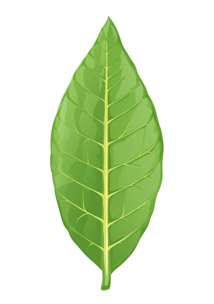 タバコの葉のイラスト イラスト