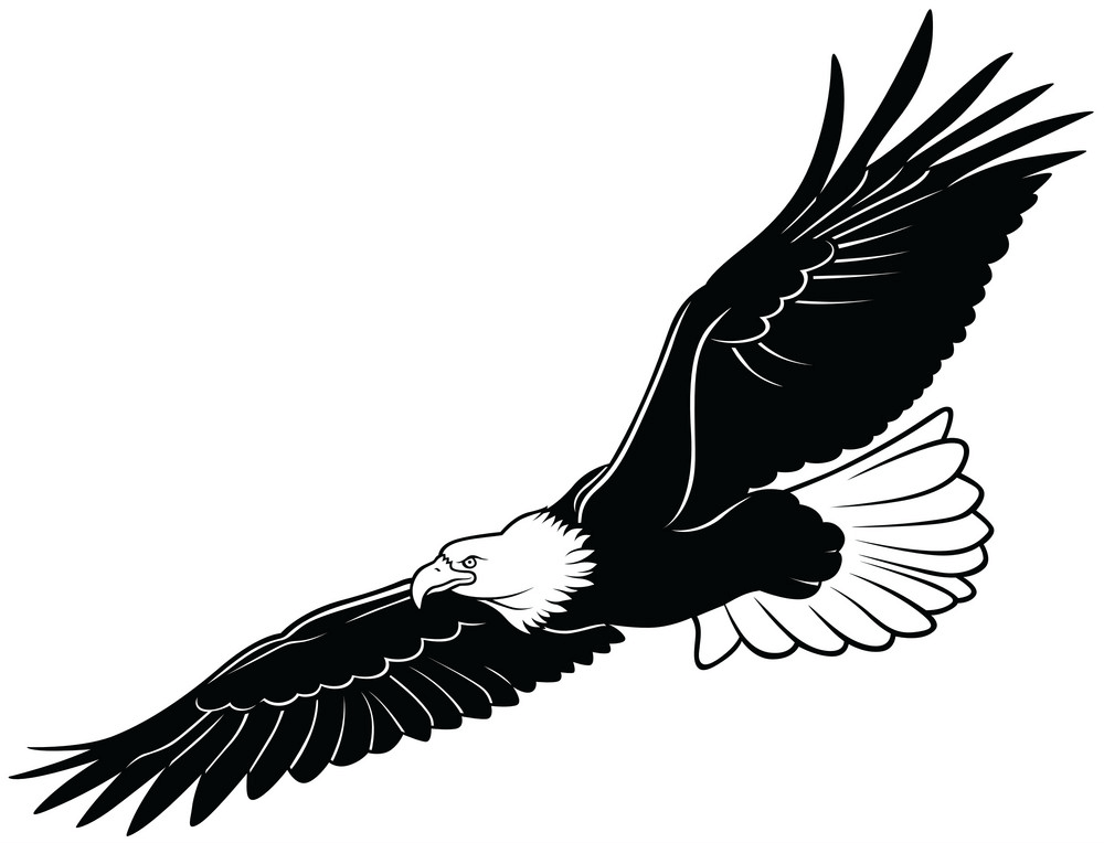 黒と白の飛行ワシのイラスト