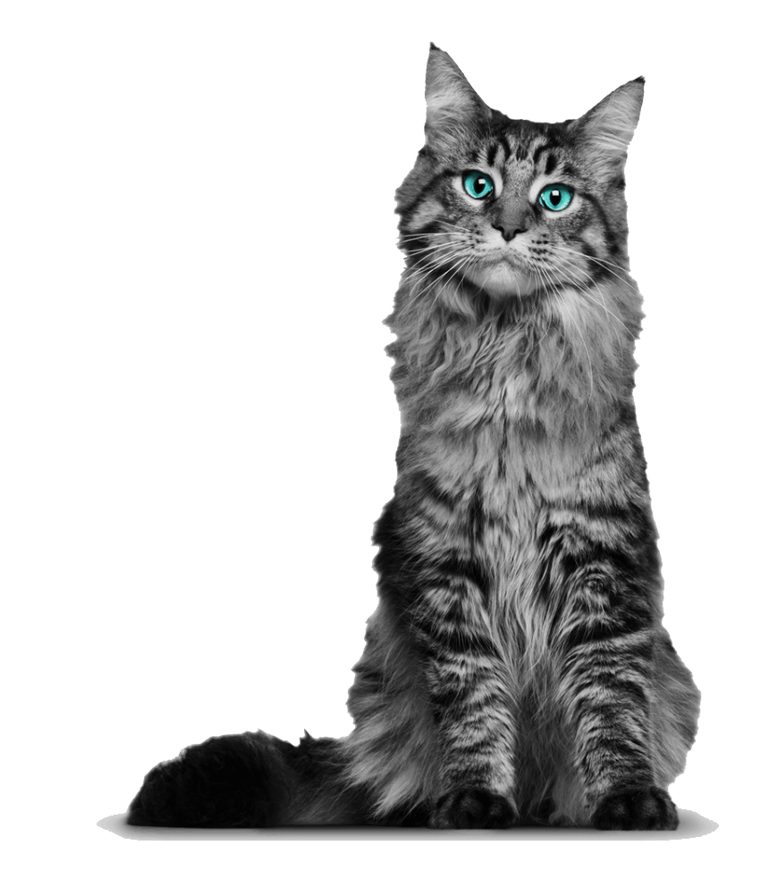 若いメインクーン猫イラスト透明 イラスト