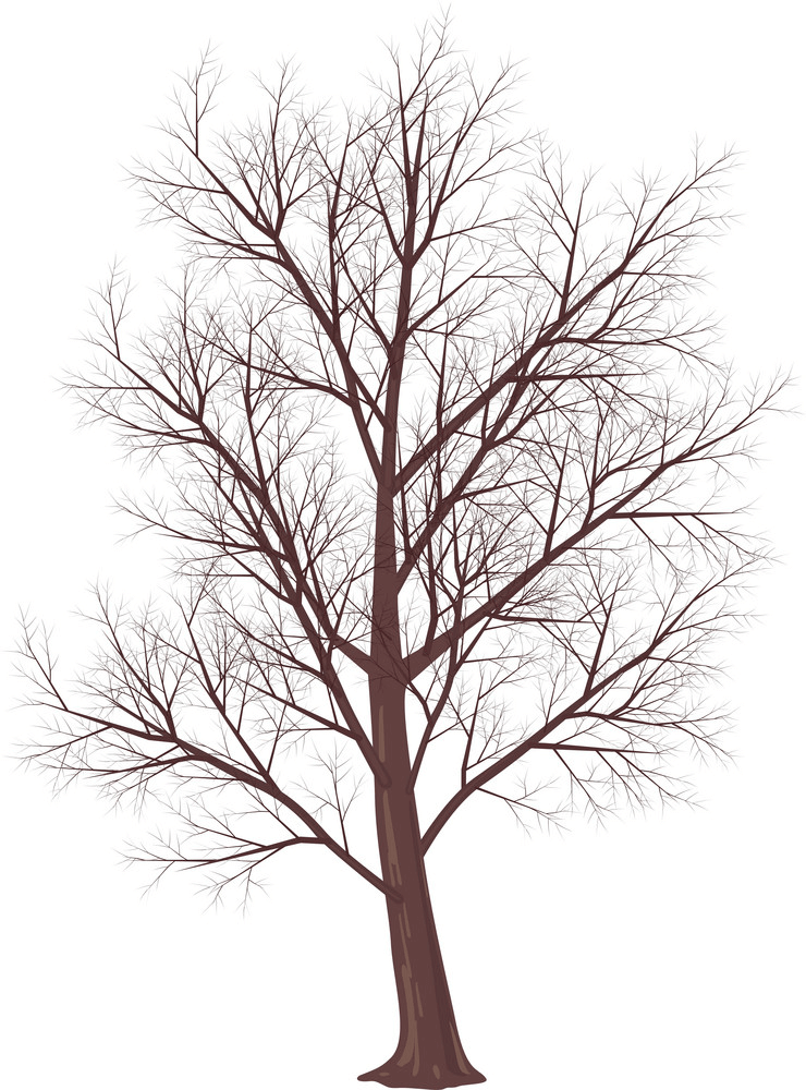冬の木のイラスト イラスト