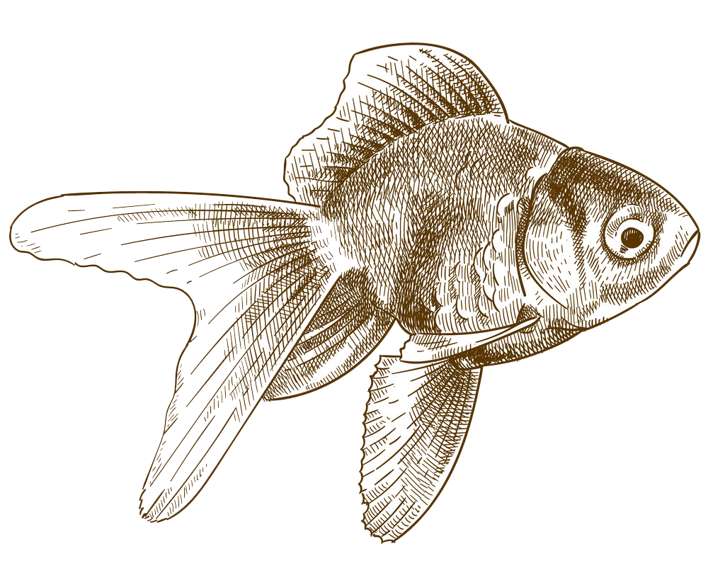 彫刻金魚イラスト1 イラスト