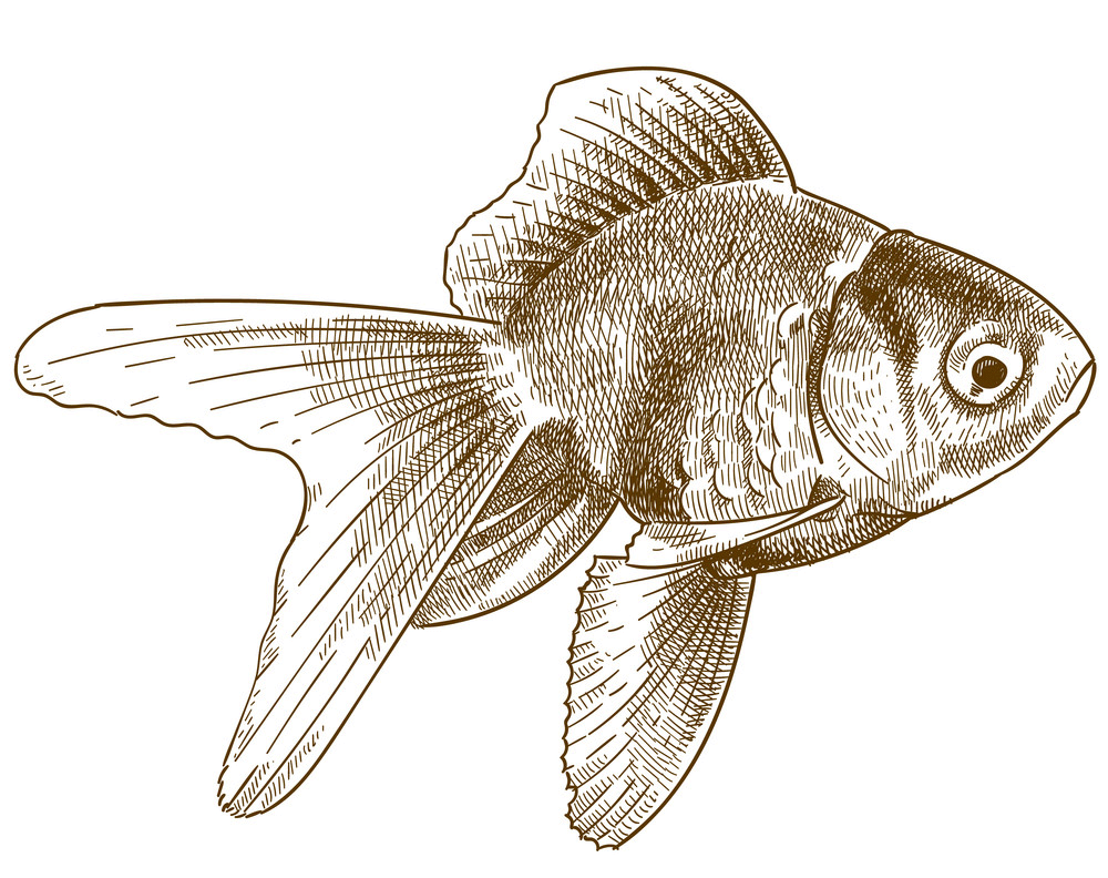 彫刻金魚イラスト透明 イラスト