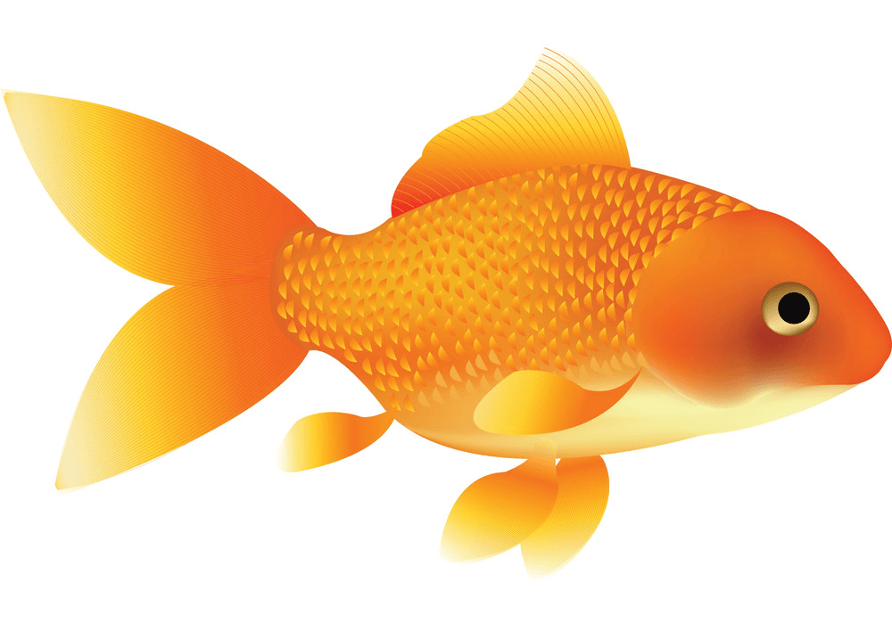 金魚のイラスト イラスト