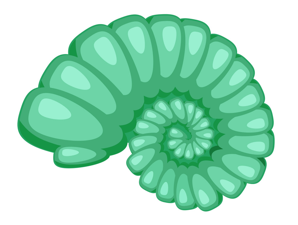 緑の貝殻のイラスト イラスト