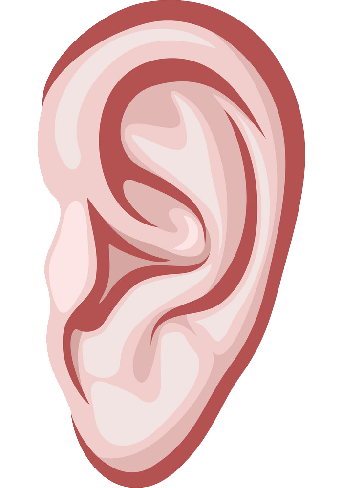 耳のイラスト透明