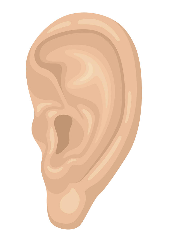 耳のイラスト透明4