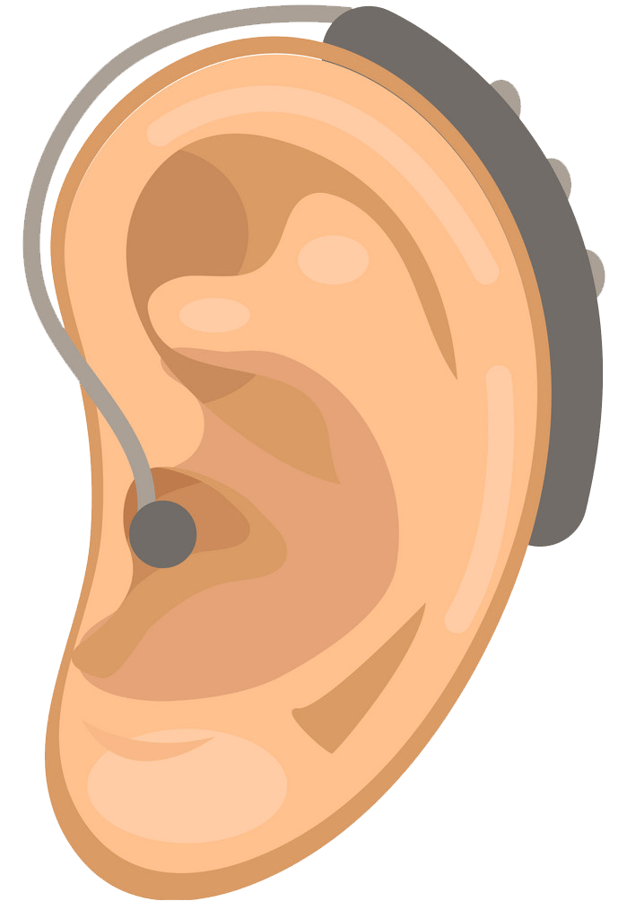 耳のイラスト透明5