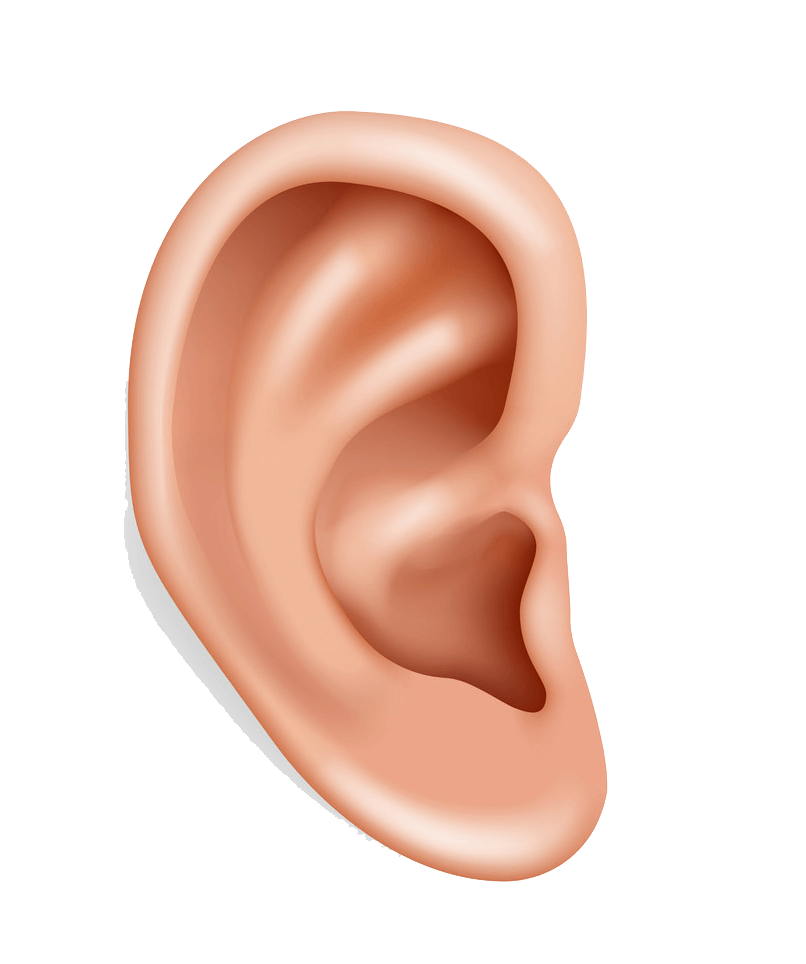 人間の耳のイラスト透明1