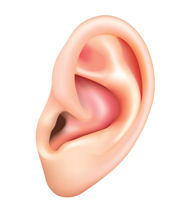 人間の耳のイラスト透明