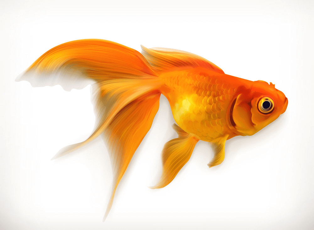 リアルな金魚のイラスト イラスト