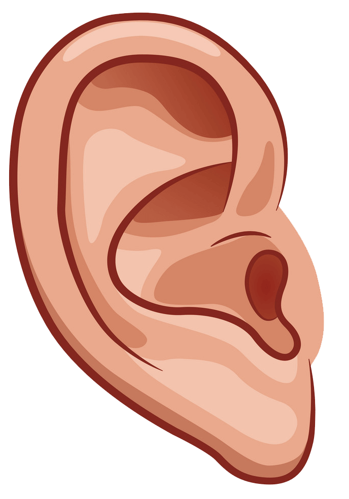 正常な耳のイラスト透明