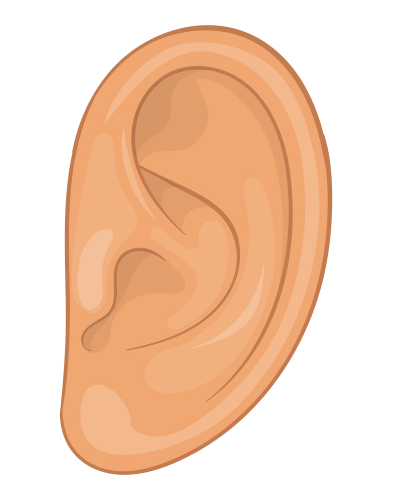 シンプルな耳のイラスト透明