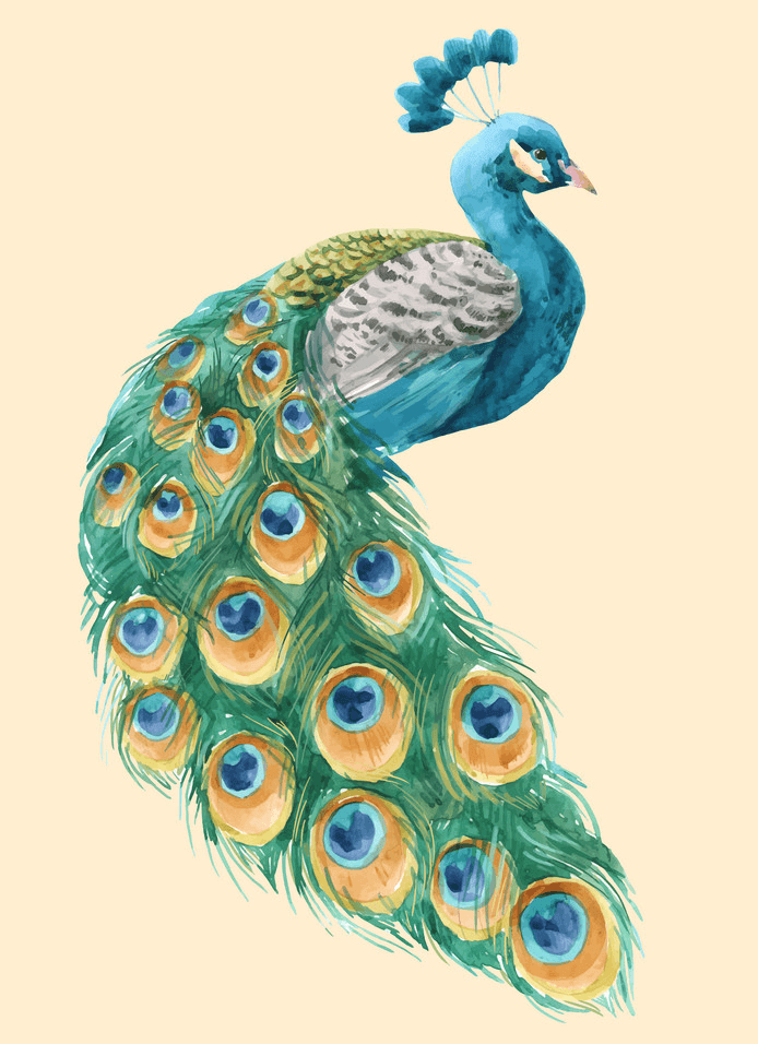 水彩の孔雀のイラスト イラスト