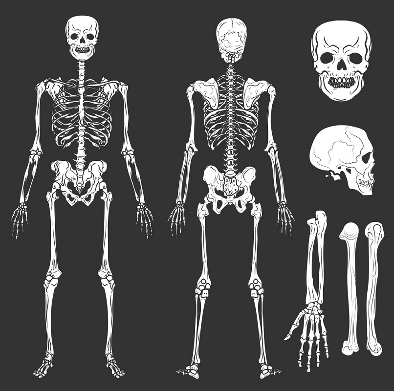 骨と骸骨のイラスト イラスト