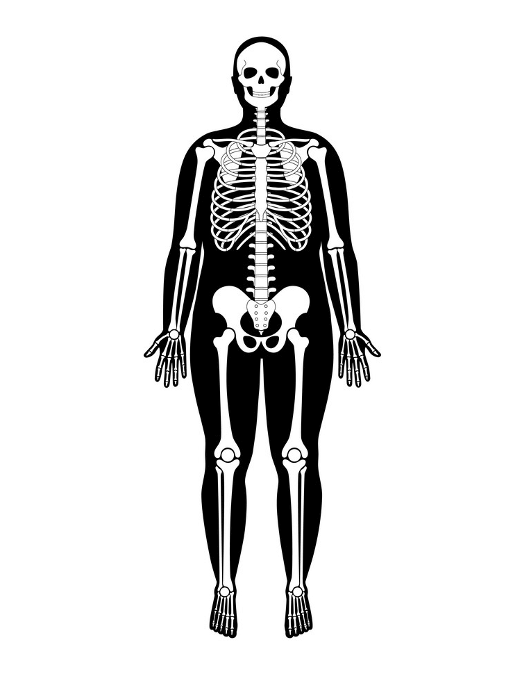 骨格の解剖学のイラスト イラスト