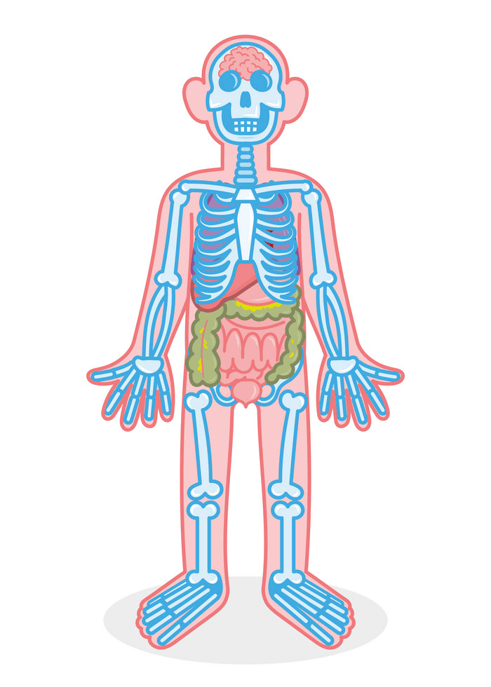 骨格と器官のイラスト イラスト