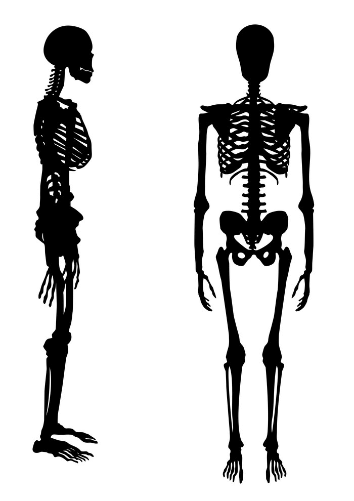人間の骸骨のイラスト 2 イラスト