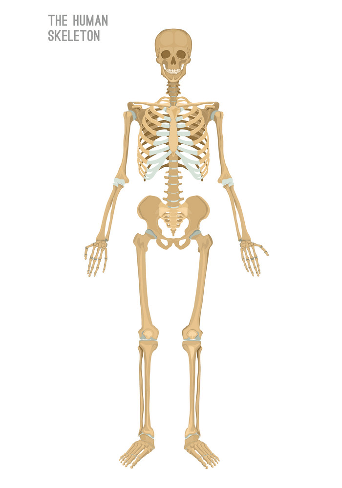 人間の骸骨のイラスト 3 イラスト