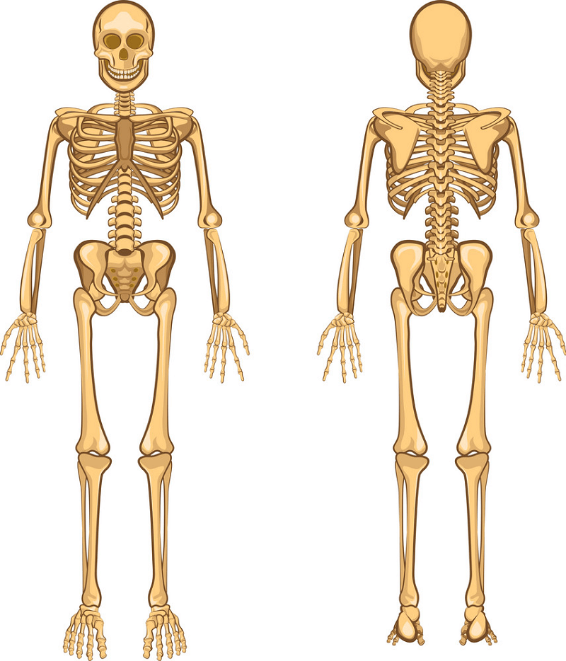 人間の骸骨のイラスト イラスト
